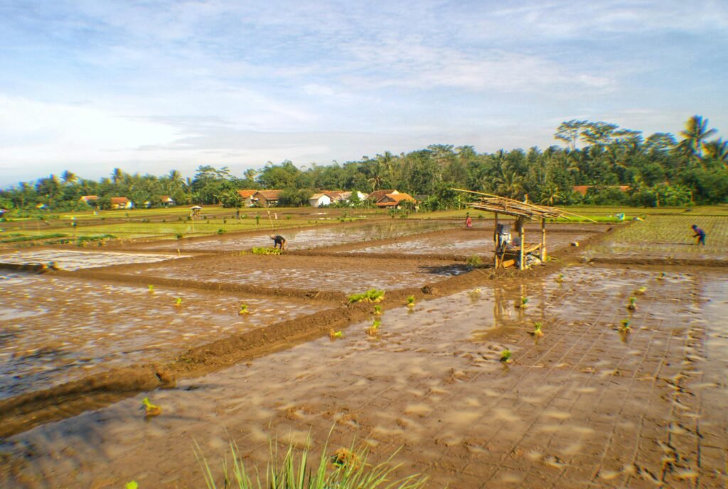 Capture of West Java rice fields with locals planting crops on a sunny day.
